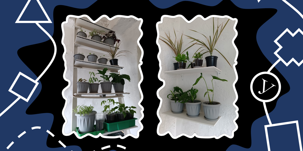 Растений у меня и вправду стало много. Но этого мне мало - хочу еще