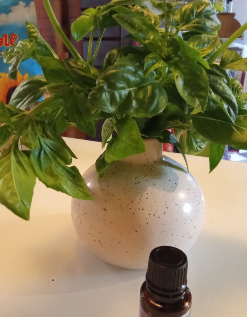 Как же хорош базиликовый букетик на кухонном столе!