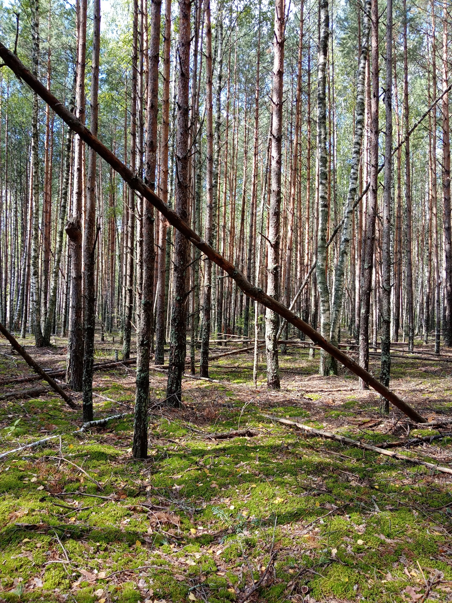 Много валежника, это самое чистое место. 