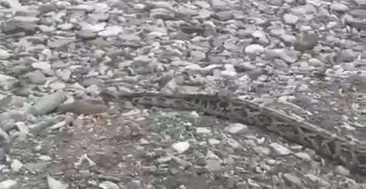    Фото: скриншот из видео (сообщество ВК «Новый Сочи»)