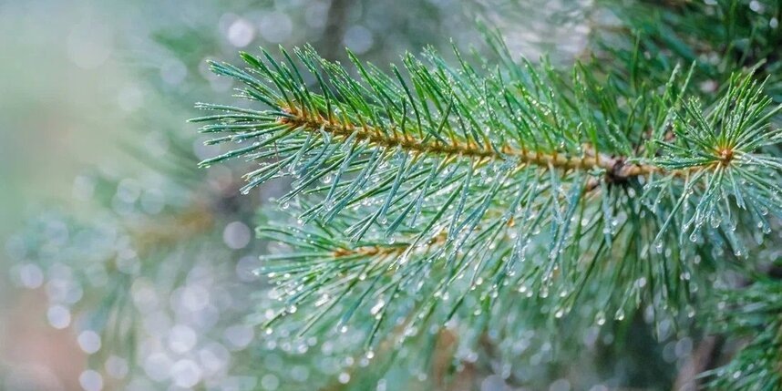    Алена Бобрович