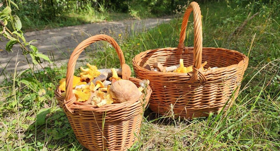    МедиаБанк Подмосковья/Анастасия Хренкова