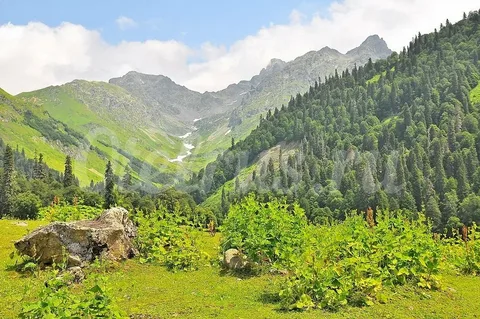 Альпийские луга на Кавказе