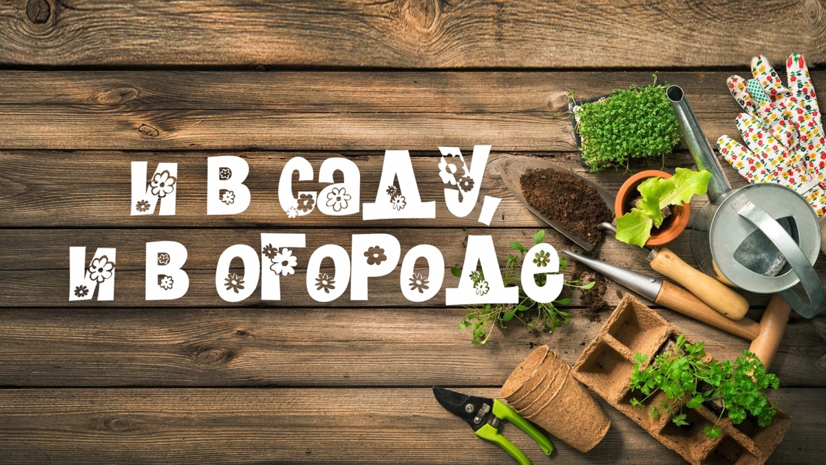    И в саду, и в огороде - 12.08.2028 Посадка земляники