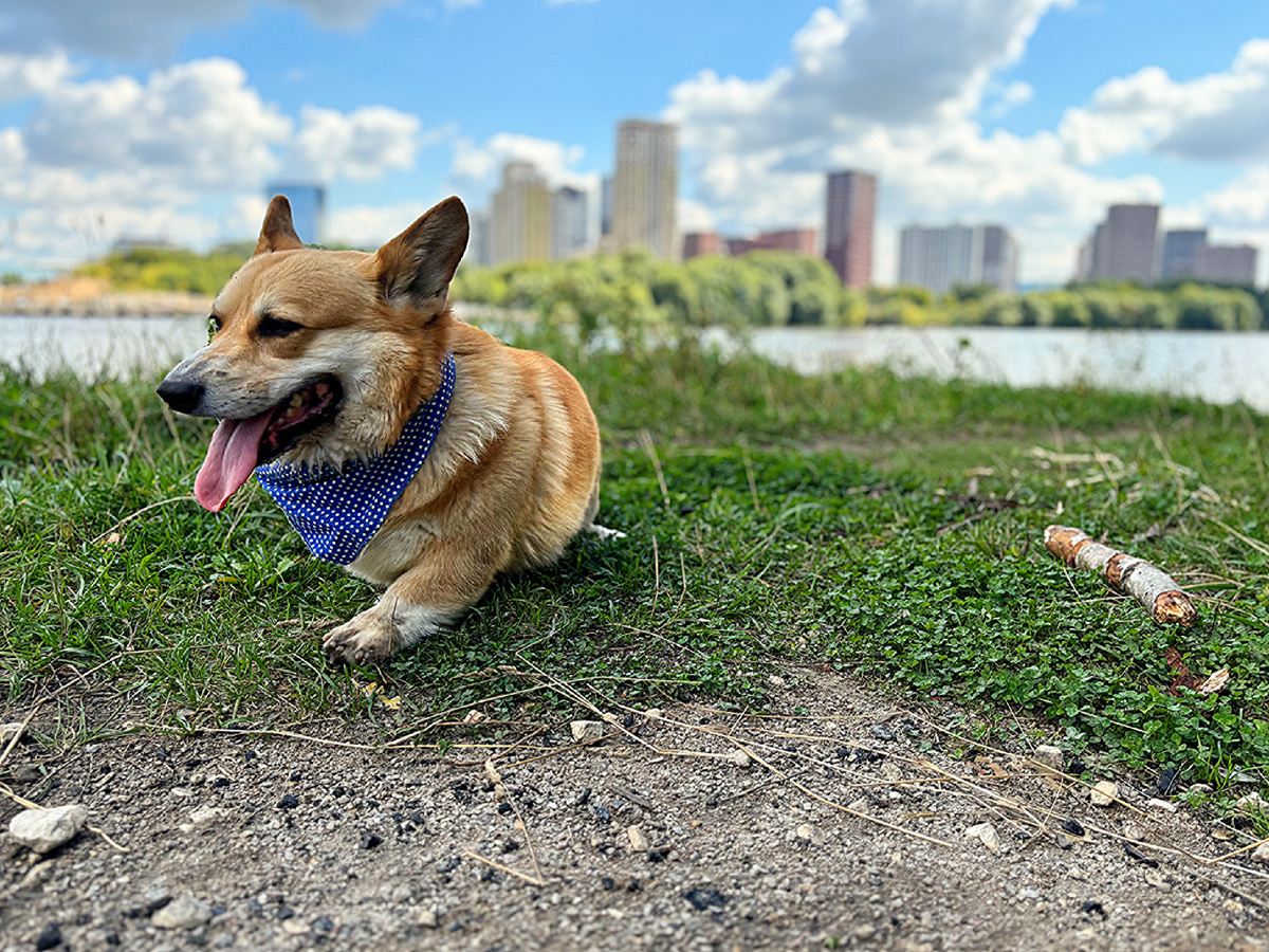 Язычок по вторникам