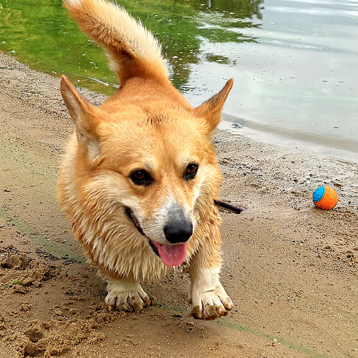 Язычок во вторник