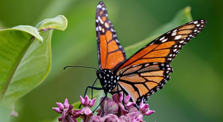    Ученые разработали уникальный подход к сохранению бабочки-монарха