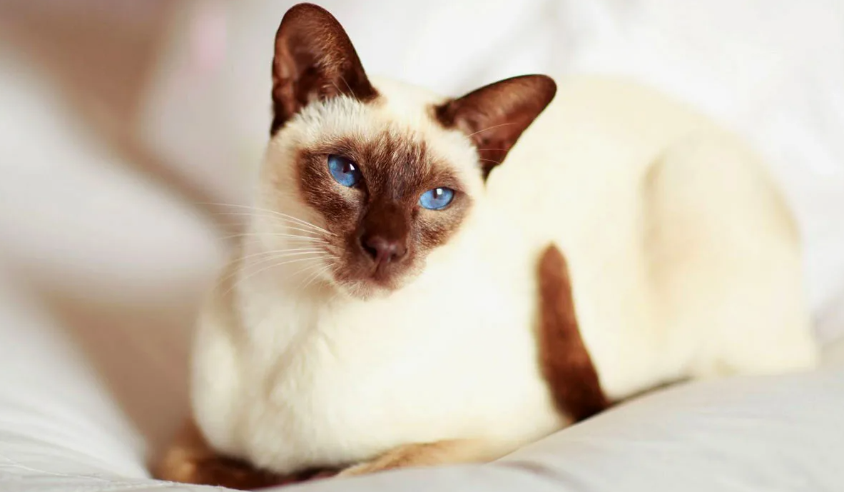 Один из самых необычных фактов про сиамскую кошку связан с их глазами и легендами о них. В древнем Сиаме считалось, что сиамские кошки обладают магической способностью защищать храмы и драгоценности. Согласно легенде, одна из таких кошек была назначена охранять чашу с драгоценными камнями. Кошка так преданно следила за чашей, что обвила свой хвост вокруг неё и долгое время не отрывала взгляд, чтобы защитить сокровище. В результате её глаза приобрели характерный "косой" взгляд (странгизм), а на хвосте образовался залом. Этот миф объясняет две характерные особенности, которые можно было встретить у некоторых старых линий сиамских кошек: косоглазие и заломы на хвосте, хотя современные стандарты породы стремятся исключить эти признаки.