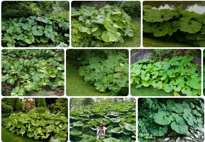 Белокопытник японский (скриншот поисковой страницы)