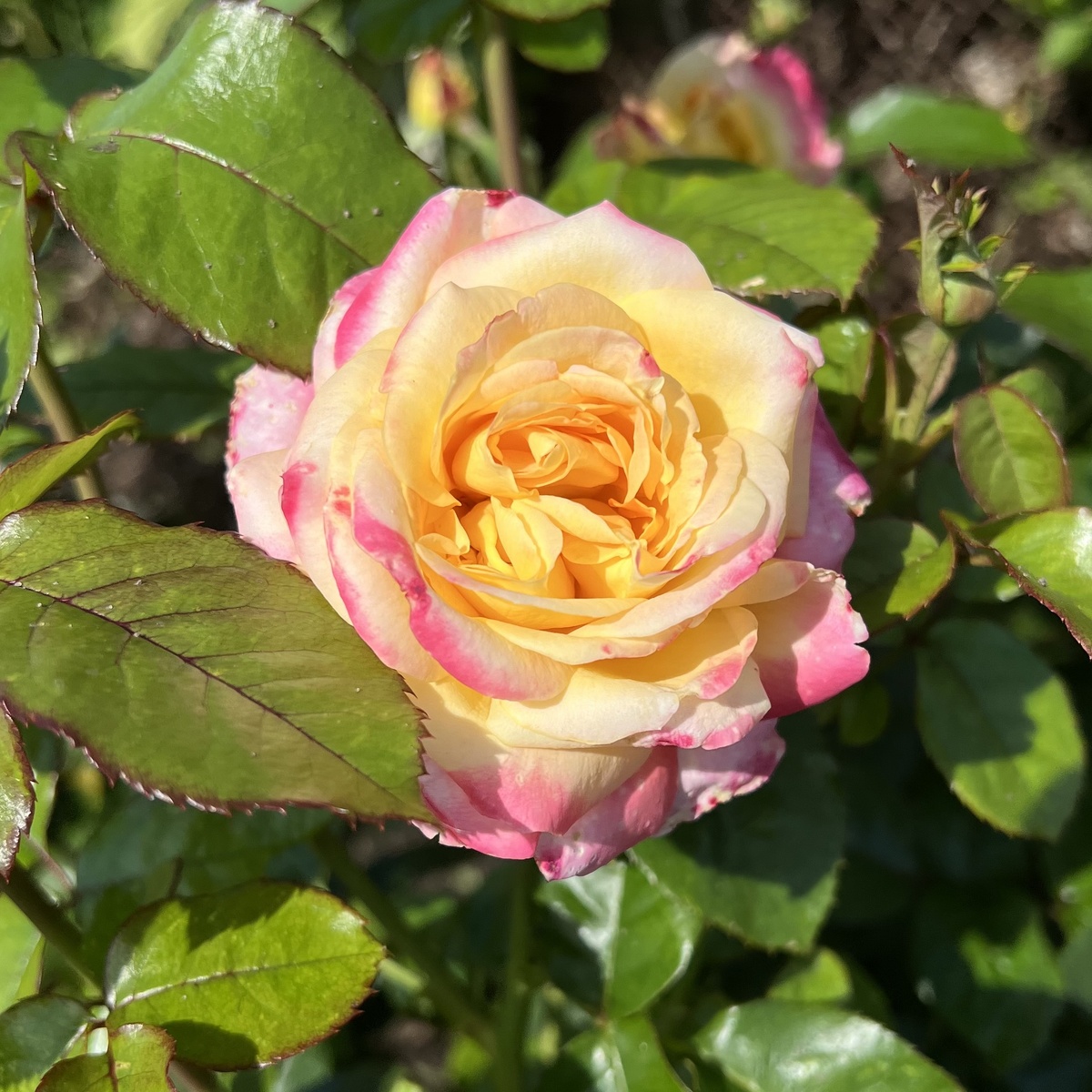 Чайно-гибридная роза Пульман Ориент Экспресс. Все фотографии сделаны мной, в моём саду, 8.08.2024 года.