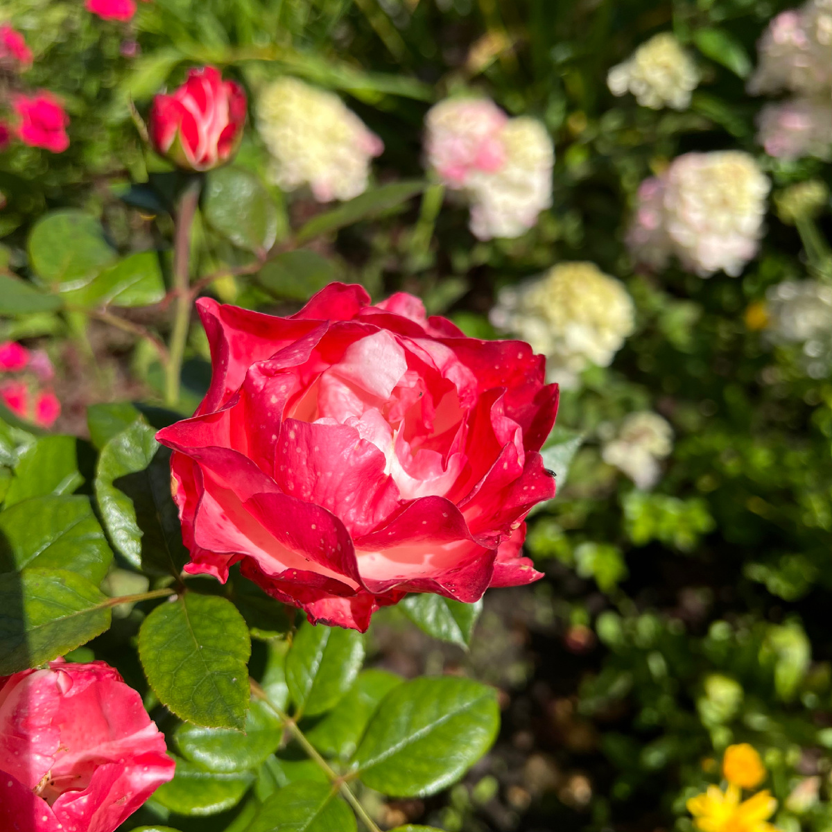 Чайно-гибридная роза Ностальжи.