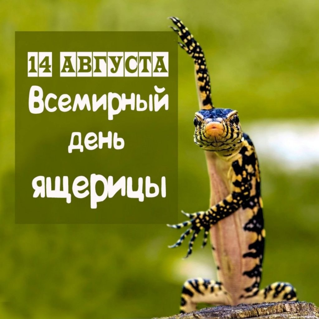 День ящериц открытки. Картинка всемирный день ящерицы. 14 августа день ящерицы. Картинка всемирный день ящерицы. День ящерицы.
