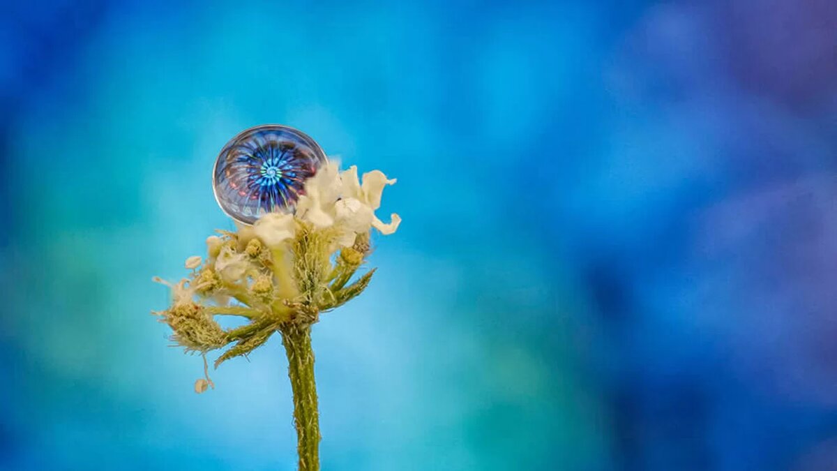 ©️ António Pereira