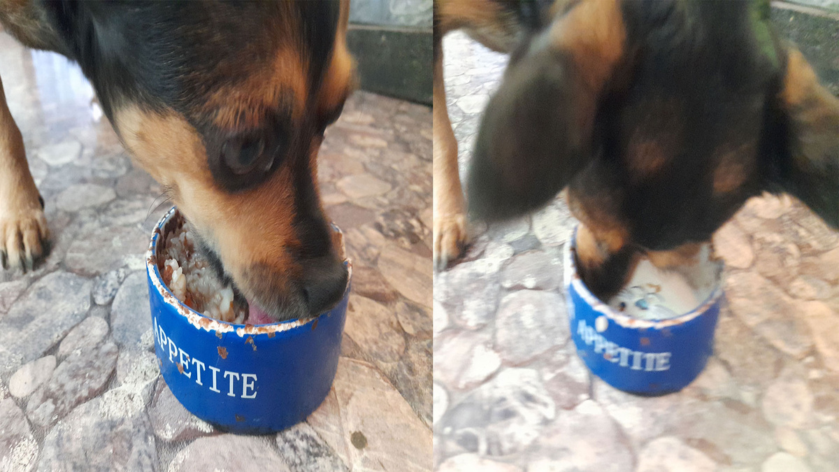 Собака ест кашу