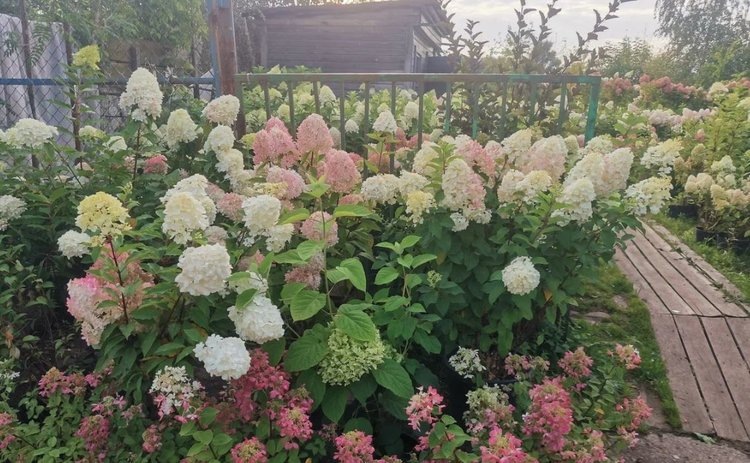    Посадка гортензии в августе – почему надо провести проверку горшком