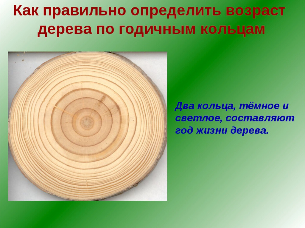 Кольца на дереве всегда годичные - это научный термин.