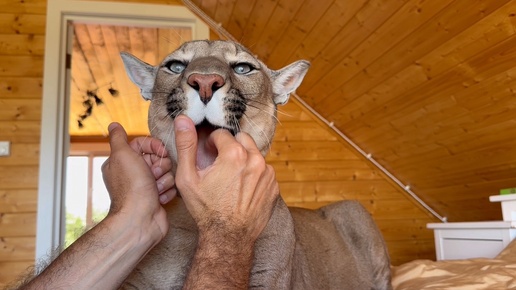 Кот на посту!Кота не трогать!