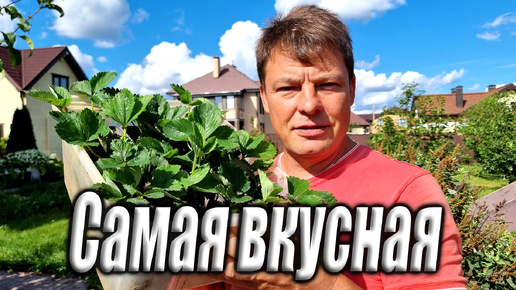 Как посадить самую вкусную клубнику - хитрый способ выбора сорта