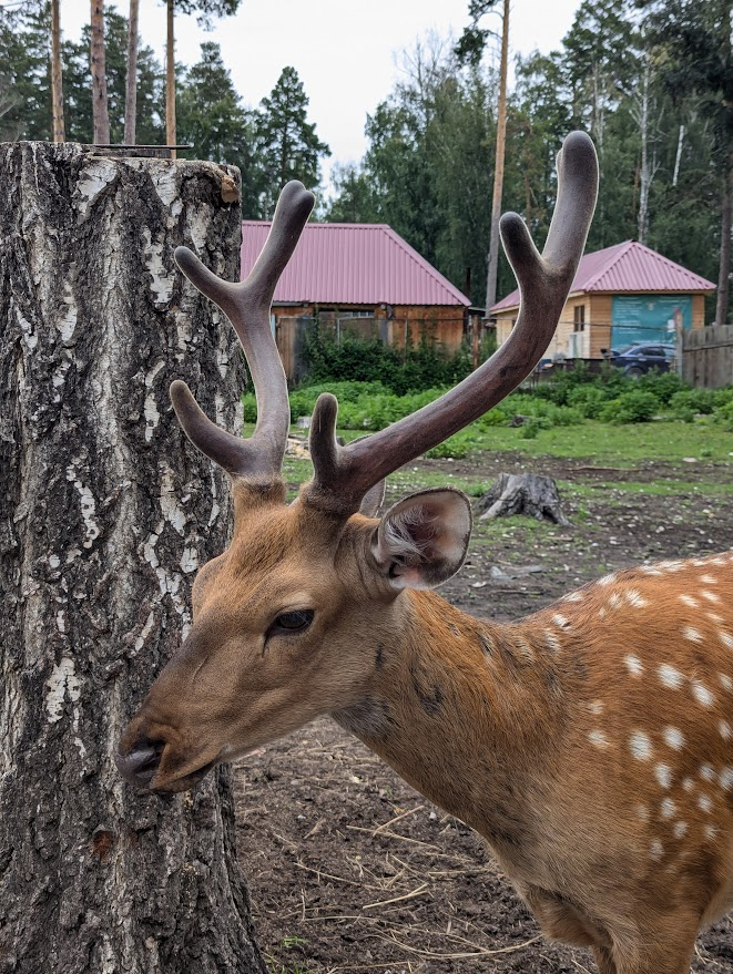 Готовьтесь, закидаю вас фоточками милашных оленей