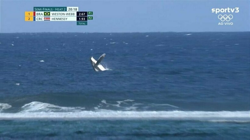    Кит произвел фурор на Олимпиаде, появившись во время соревнований по серфингу