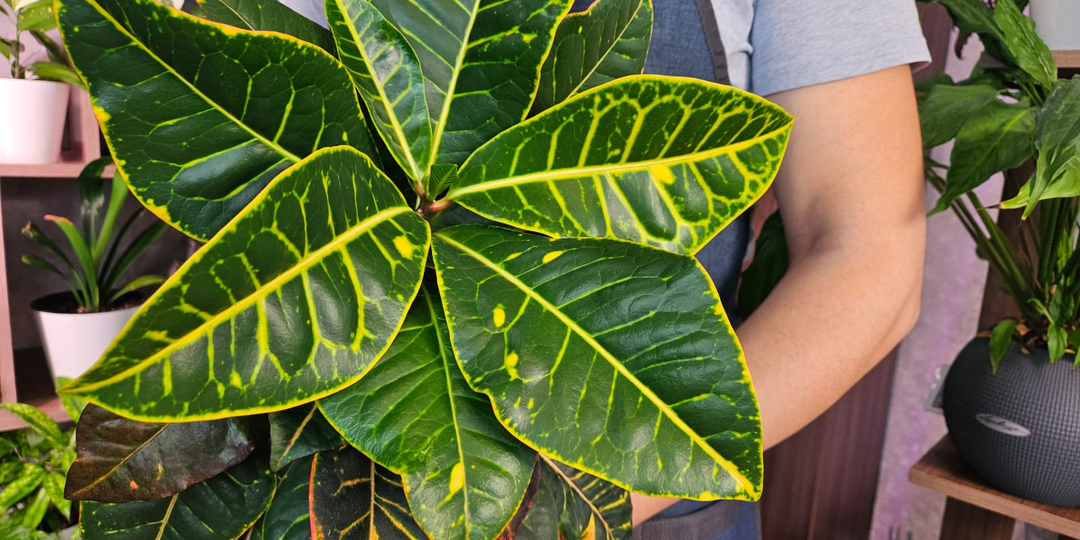 5 роковых ошибок при пересадке комнатных растений, которые заведомо их погубят: не делайте так