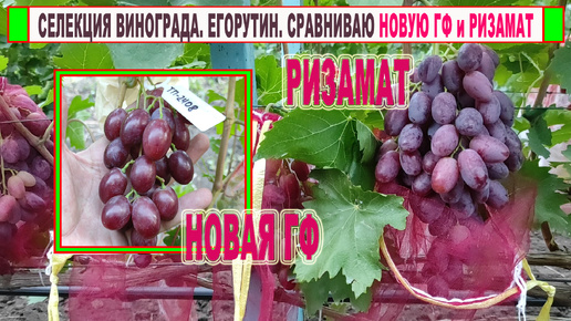 🍇 Селекция винограда. Егорутин. Обзор новой ГФ на начало августа. Сравниваю с эталонным Ризаматом.