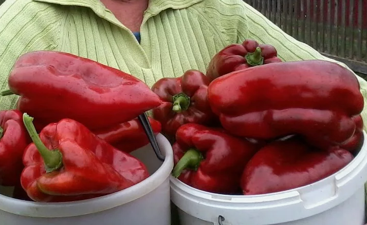 Отличный перец