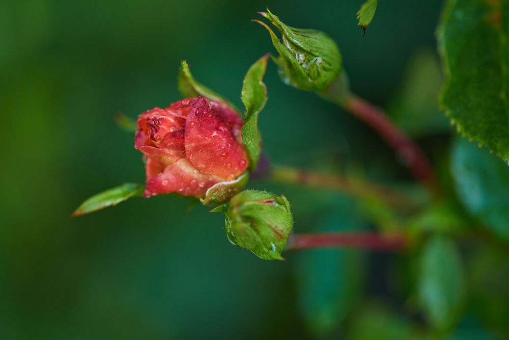 Macro розы  фото автора