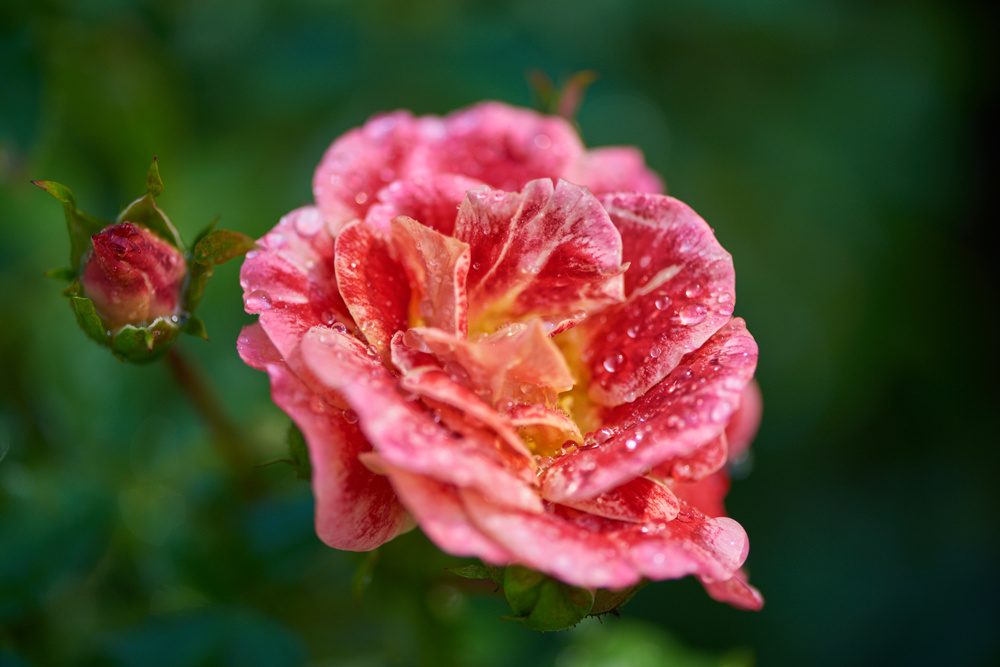 Macro розы  фото автора