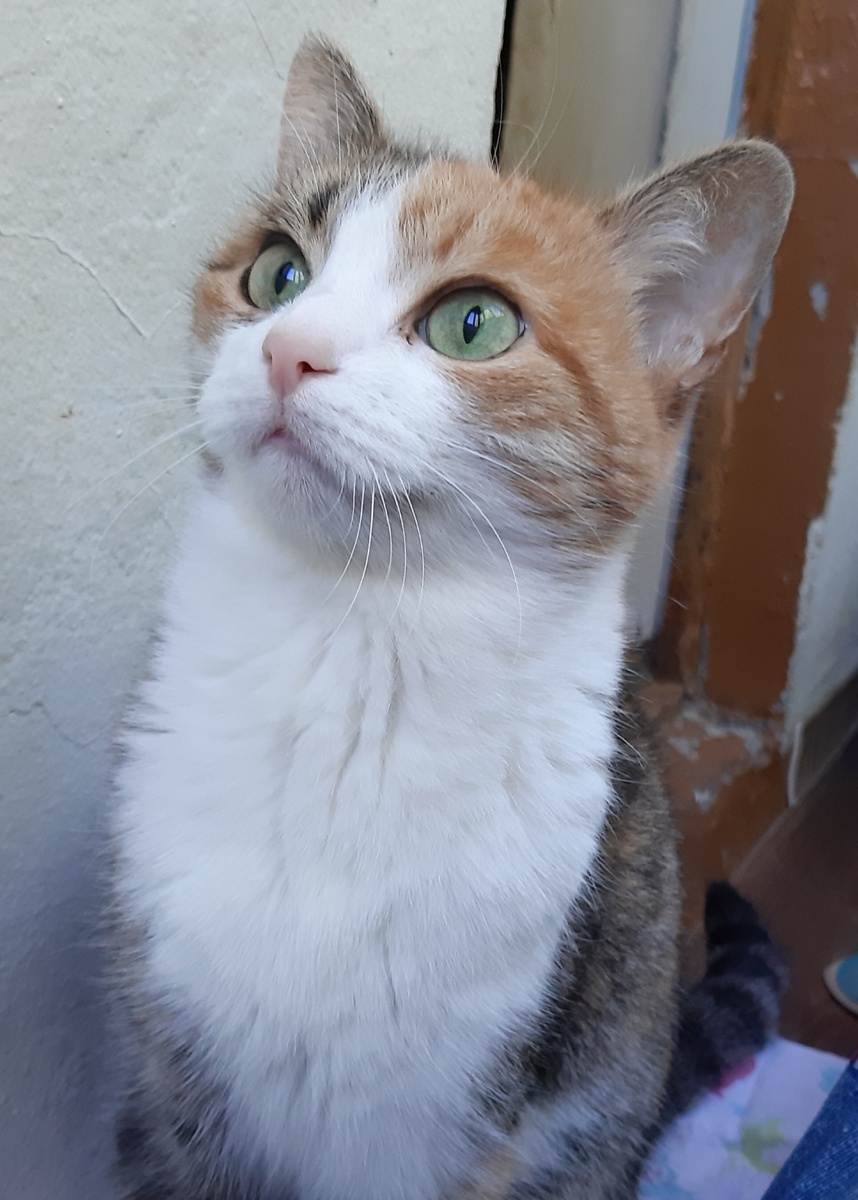 Моя любимая кошечка 
