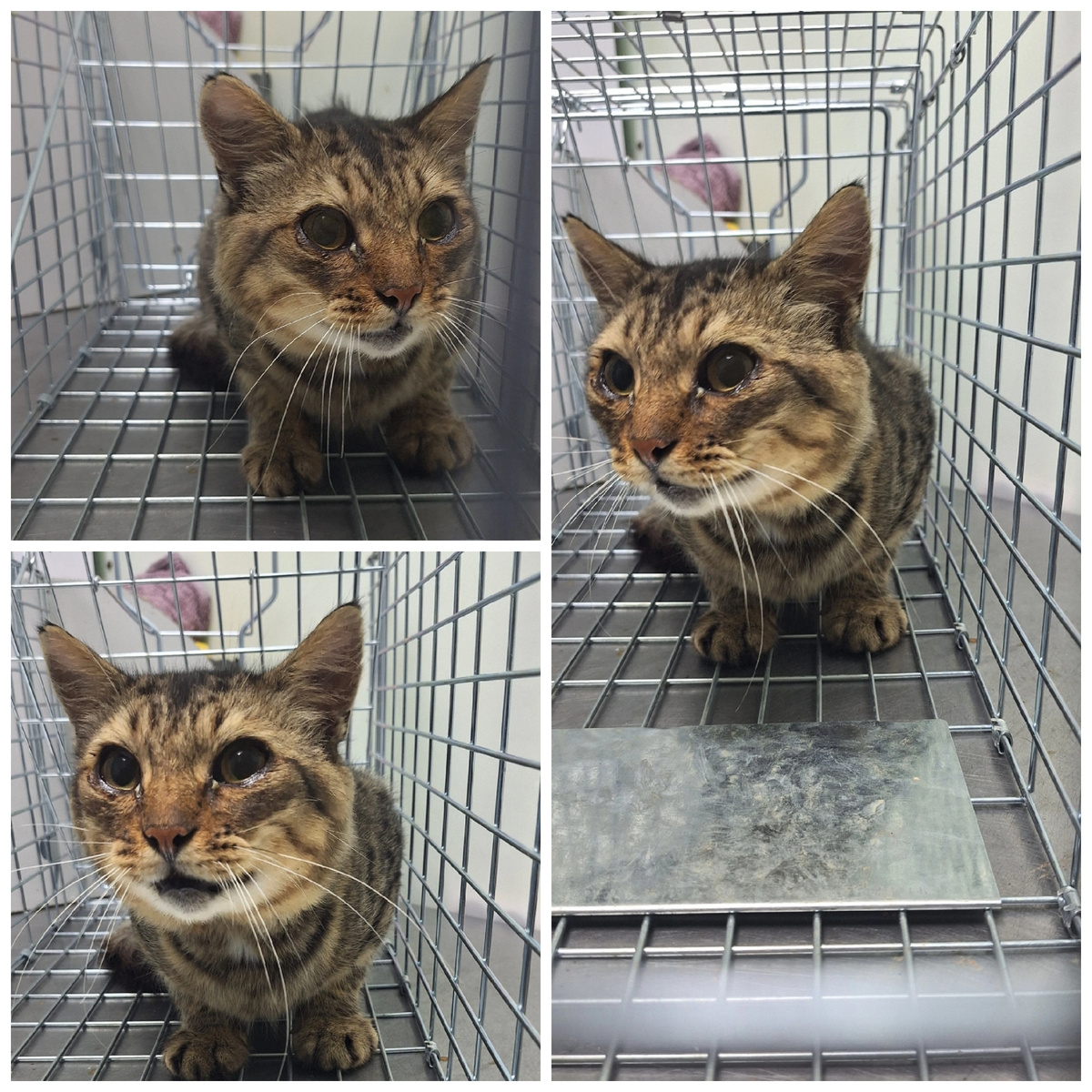 Нельсона нашли в деревне.