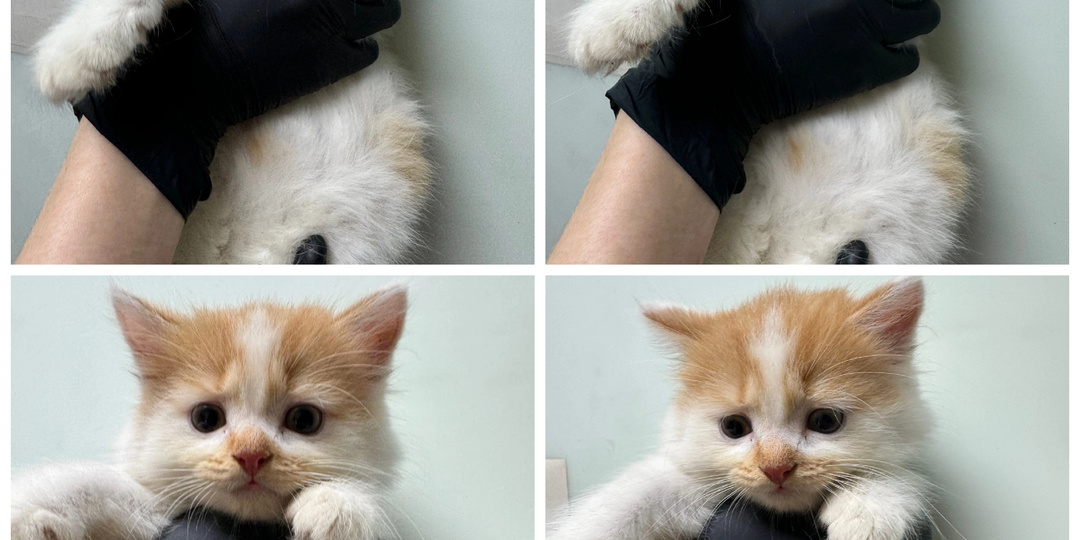 И снова новенькие