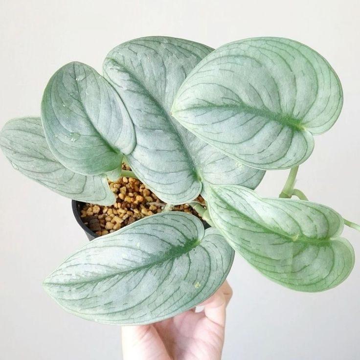 Сциндапсус пиктус Серебряный Герой (Scindapsus pictus Silver Hero)