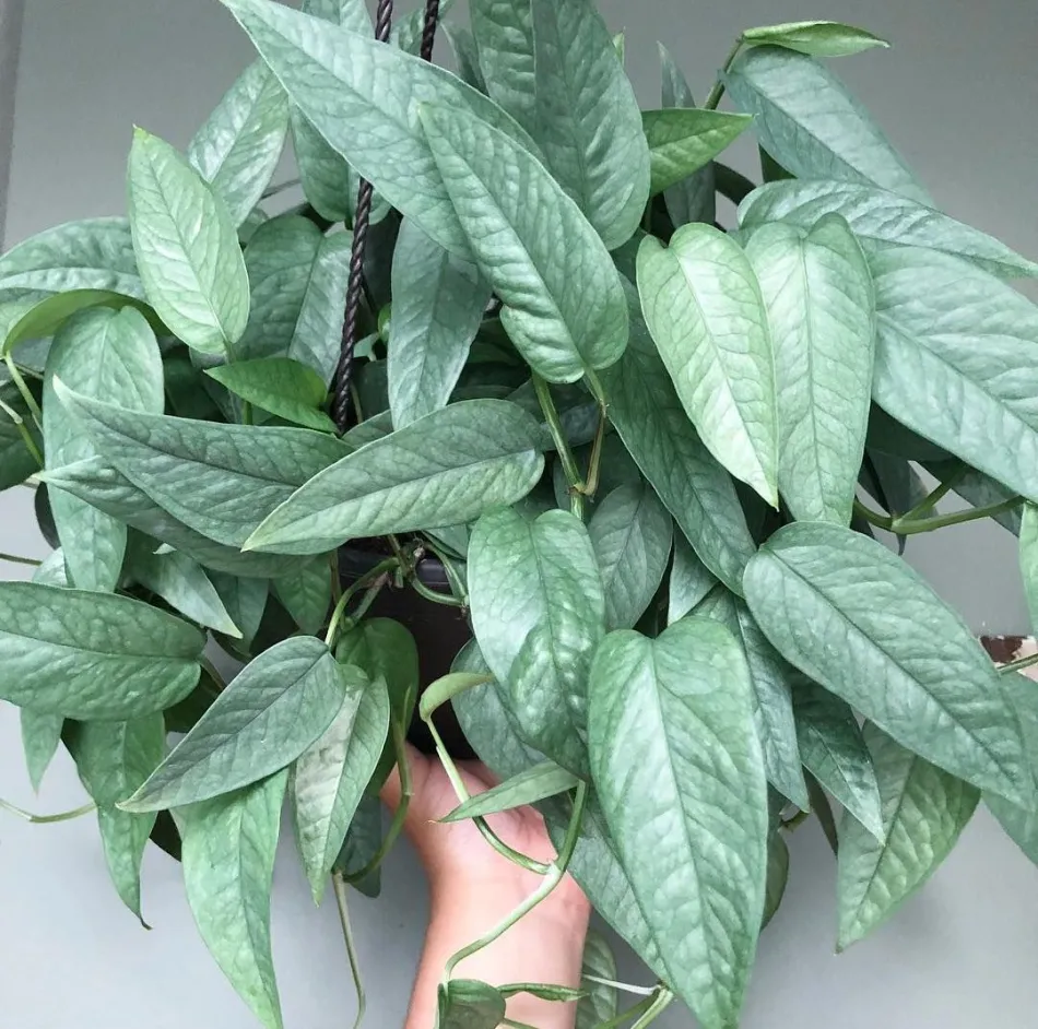 Epripremnum pinnatum (Cebu Blue Pothos)
