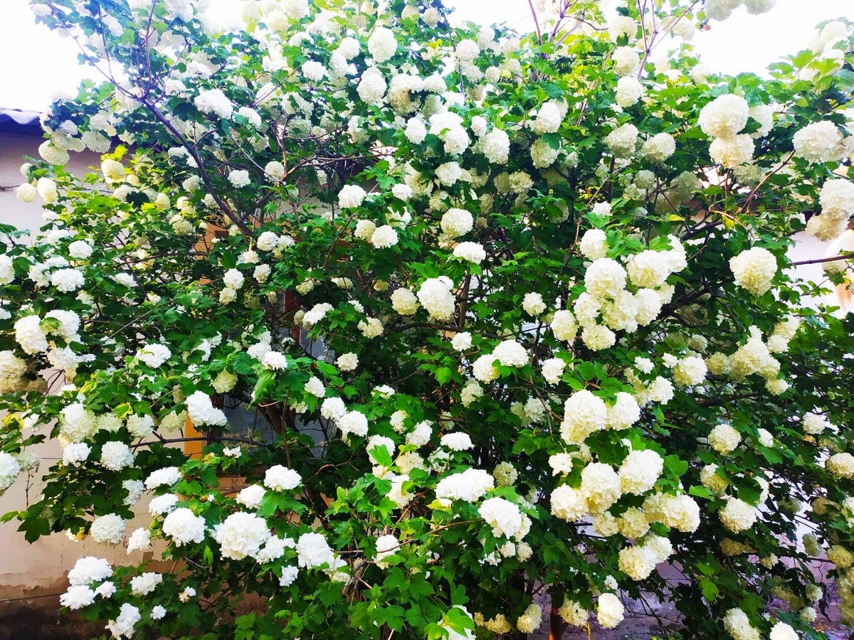 фото автора. прямо под моим окном