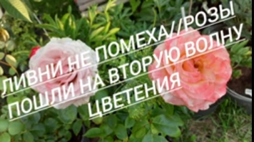 14.#Ливни не помеха//Розы пошли на второе цветение//08.08.24🌹🌹🌹