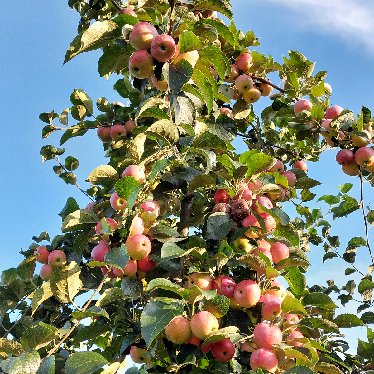 Вот прямо в центре фото этих прекрасных яблок очень хорошо устроились и монилиозные