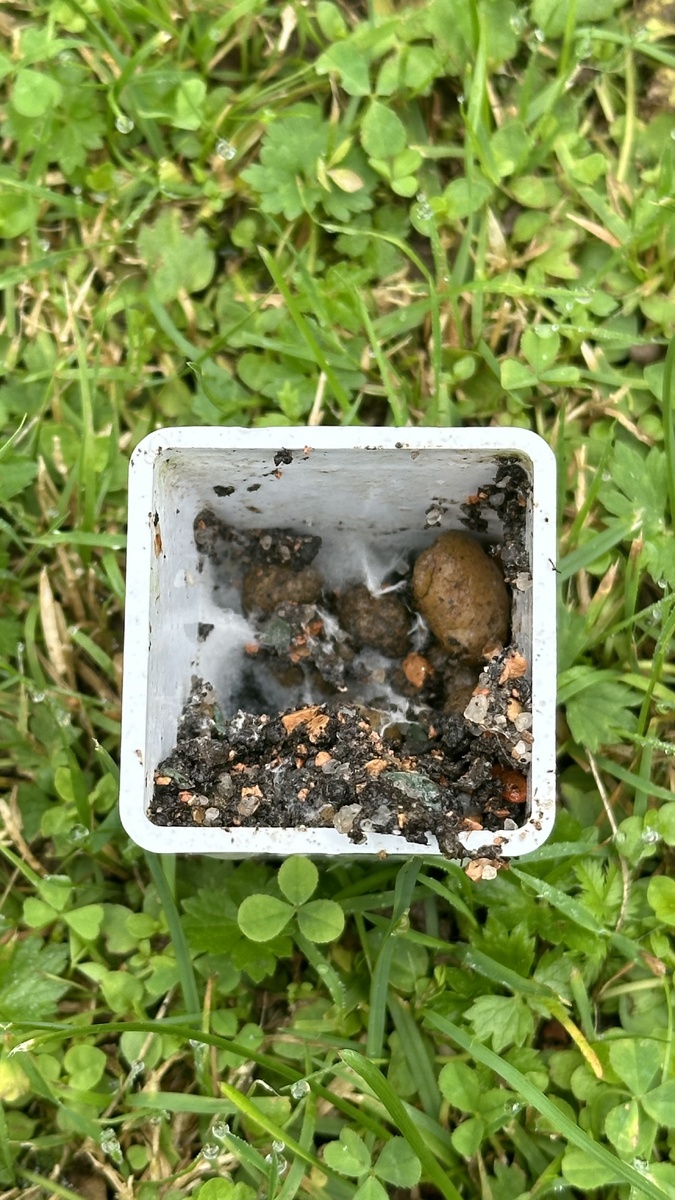 Плесень на дне горшка