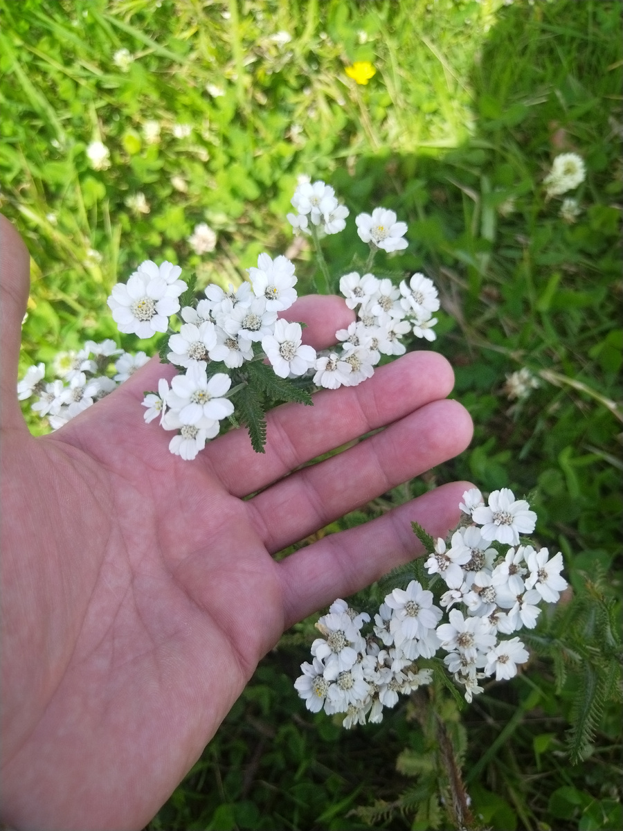 Тысячелистник.