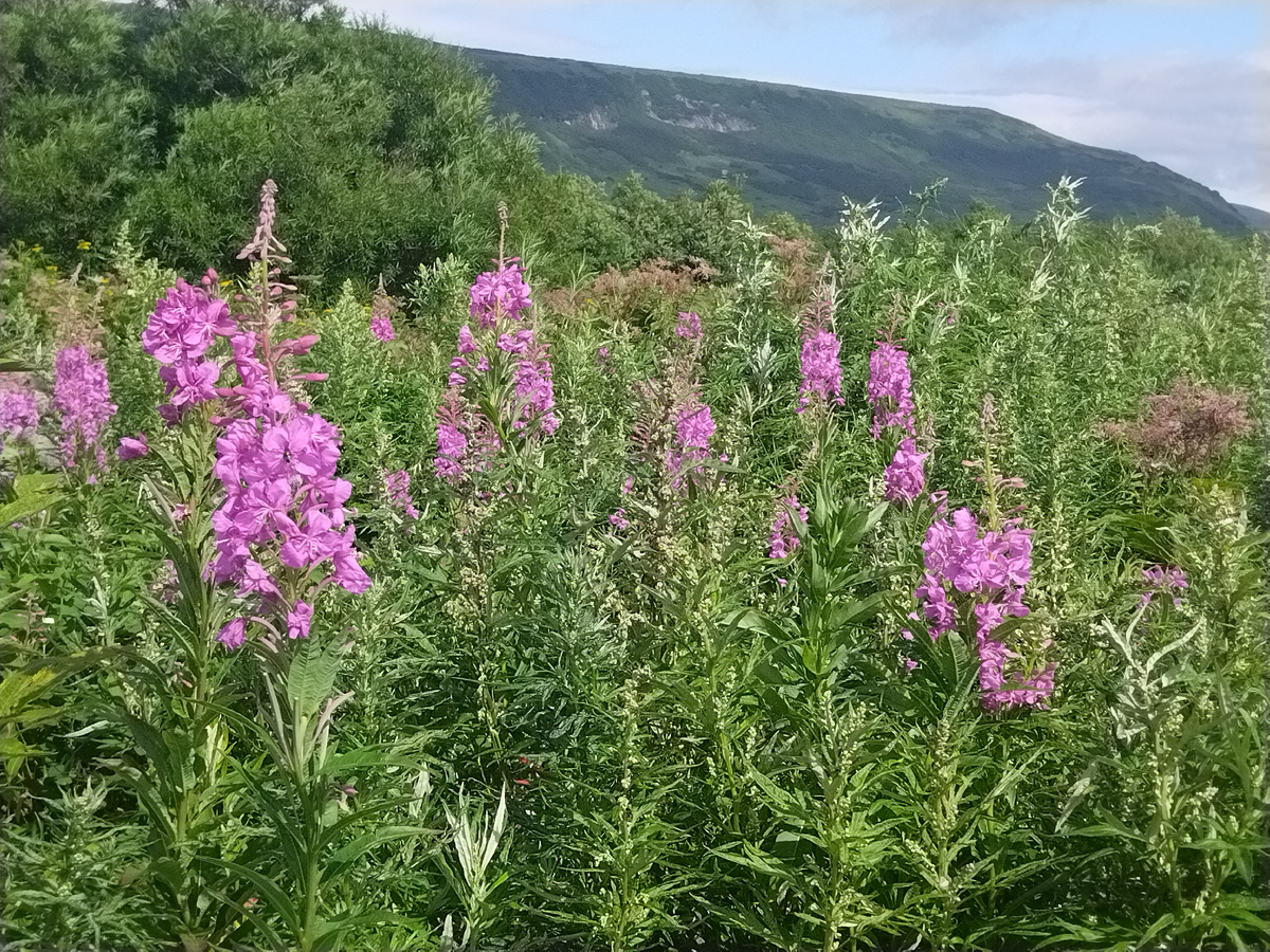 Заросли иван-чая.
