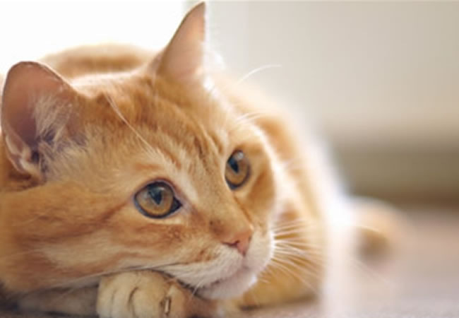 Фото из Интернета. 