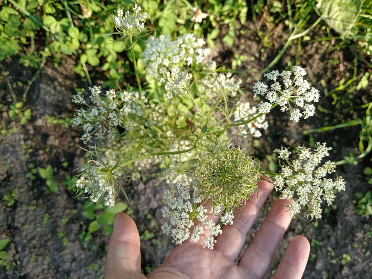 Семена моркови.