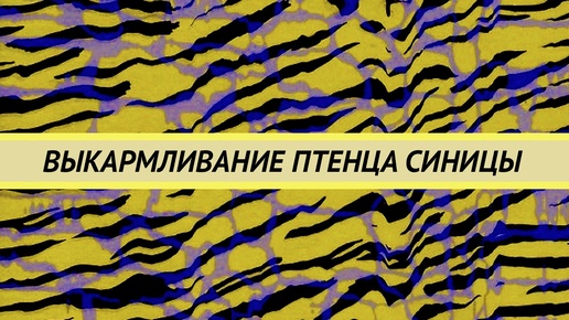 Выкармливание птенца синицы. У синицы плохо работают лапы. Как правильно выкормить без рахита.