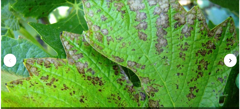 Фото с сайта Сингента 