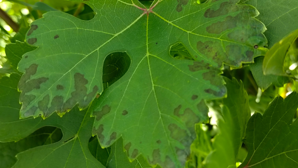 Лист с признаками  с заболеванием на кусте  