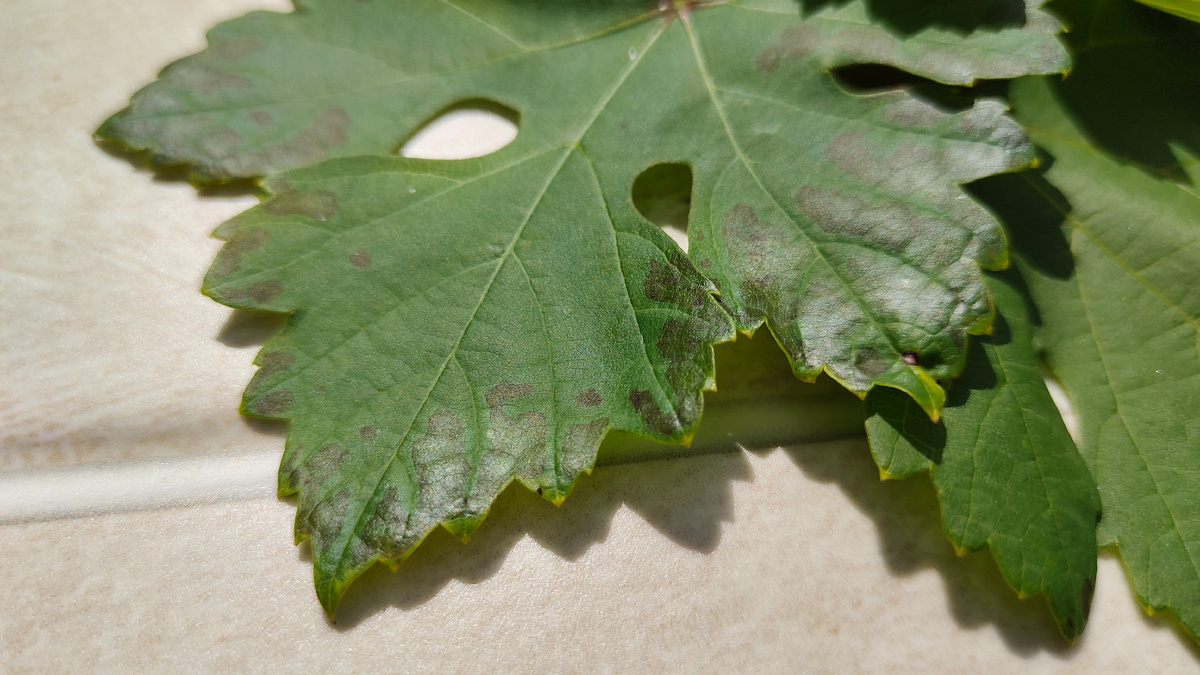 На солнечном свете  хорошо видно, что повреждения имеют глянцевый вид и даже немного отражают свет 