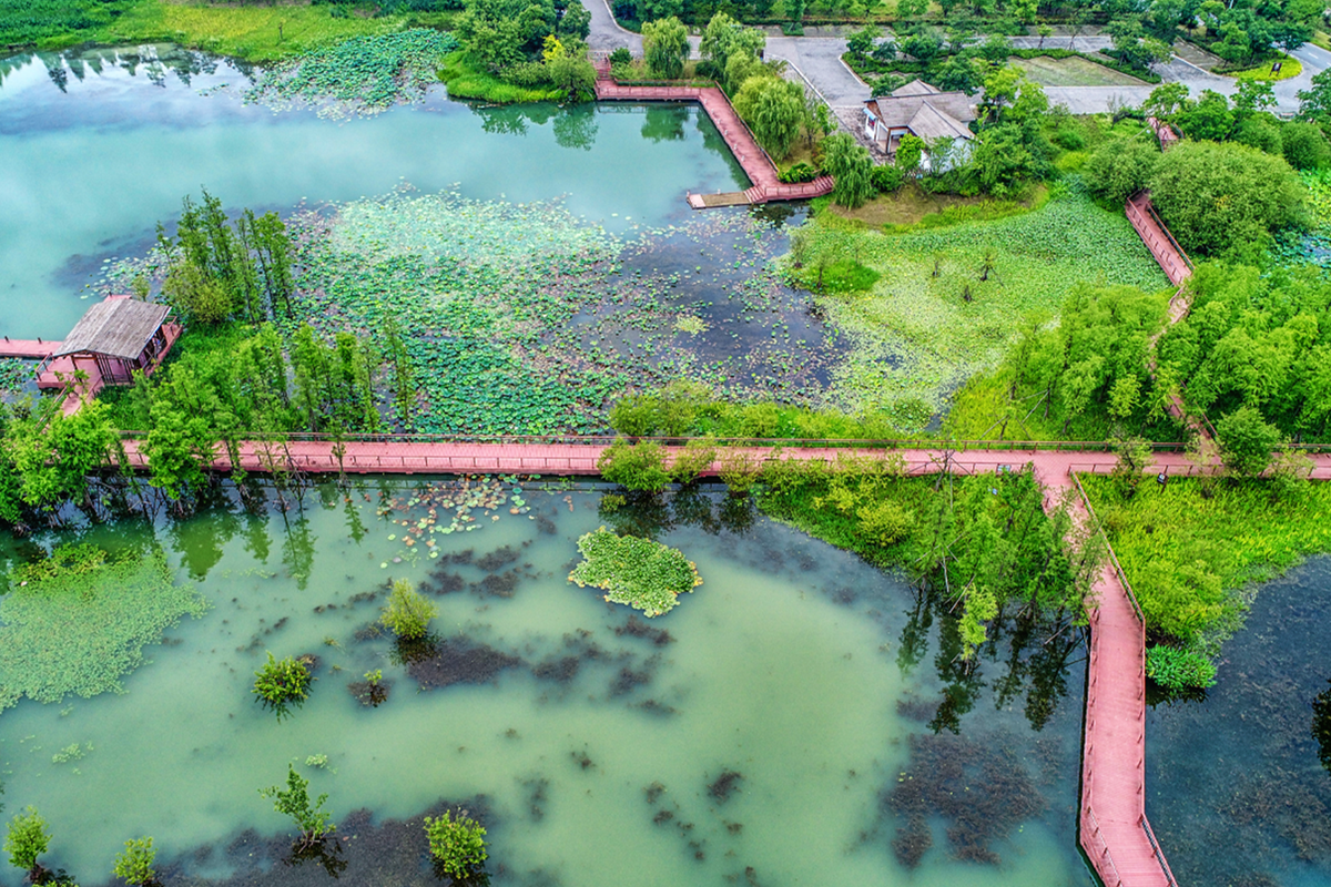     Почему «цветет» вода в реках и морях летом: чем опасно купание в зеленых водорослях