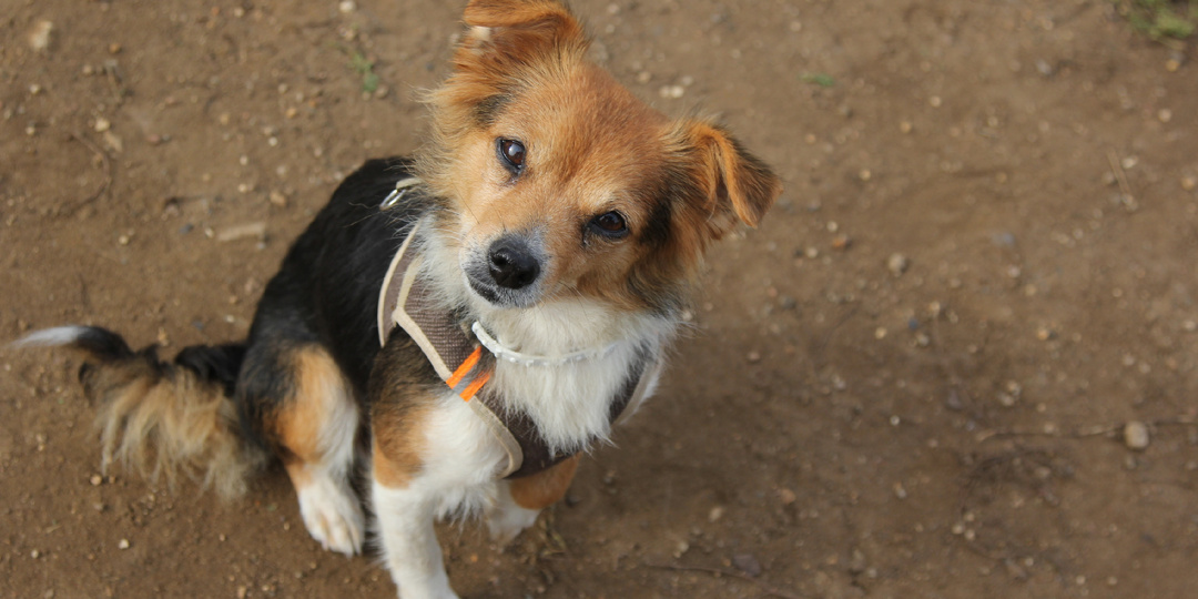 Во время отпуска мы нашли в поле маленькую собачку и взяли её с собой. Однако через две недели нам пришлось с ней расстаться