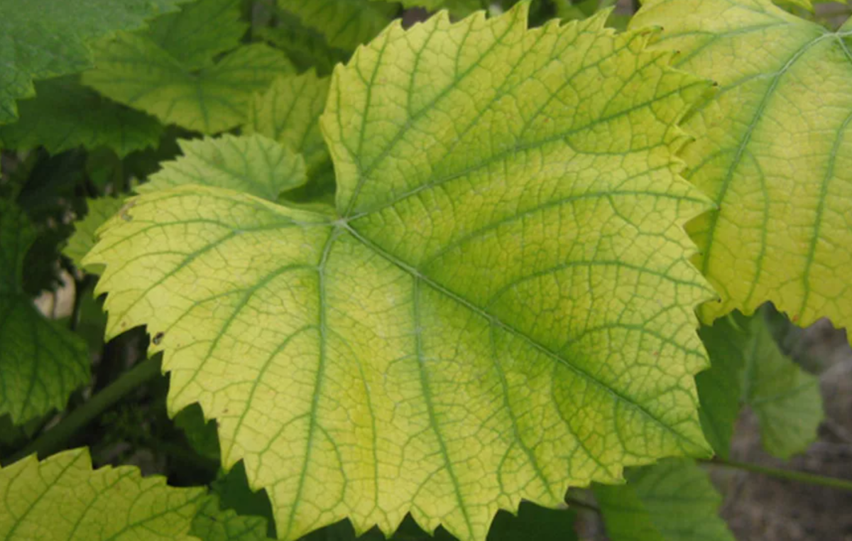 Хлороз на винограде. Фото из открытого источника zelengarden.ru