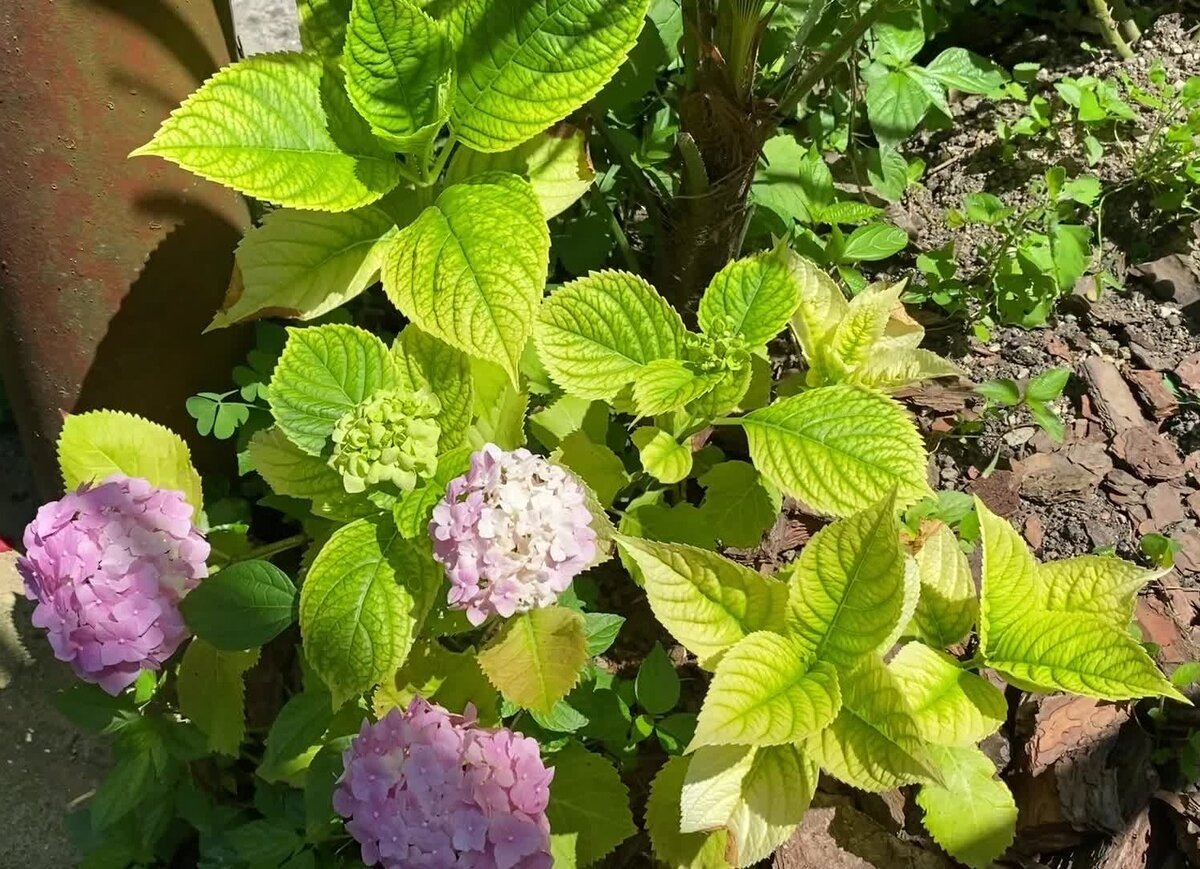 Хлороз гортензии. Фото из открытого источника zelengarden.ru